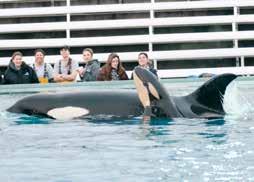 Reasons why it is not acceptable for killer whales to be kept in marine  1. 2.