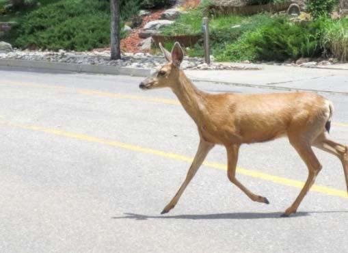 Never swerve to avoid a deer. Don t rely on gadgets to scare off deer. Call 911 if injured.