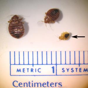 WHAT ARE BED BUGS AND WHAT DO THEY LOOK LIKE: A blood sucking parasite About 5-7 mm