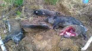 21 Disposal of carcasses Carcasses of all domestic and wild boars found dead in the infected areas shall be