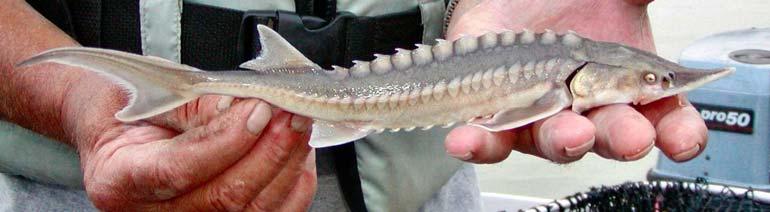 Photo courtesy of the Fraser River Sturgeon Conservation Society Distribution In British Columbia, the most widespread population occurs in the Fraser River mainstem inland to upstream of Prince