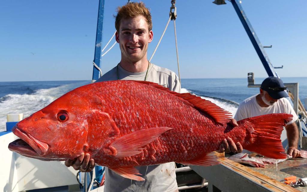 The Issue Historical overfishing led to depletion of the Gulf of Mexico red snapper stock Despite decreased season lengths, the stock remains