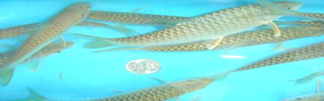 Malaysian Mahseer To develop portable DNA based