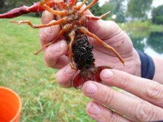Red Swamp Crayfish Dark red in color (a genetic mutation may turn the body and/or claws blue) Raised bright red spots