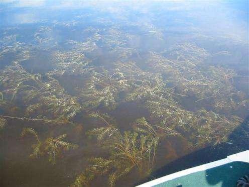 Map the milfoil beds.