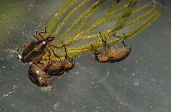 2008 Pilot study Refined & statewide in 2009 Eurasian water-milfoil Weevil Monitoring Euhrychiopsis lecontei Weevils are native to the US Weevils eat native watermilfoils