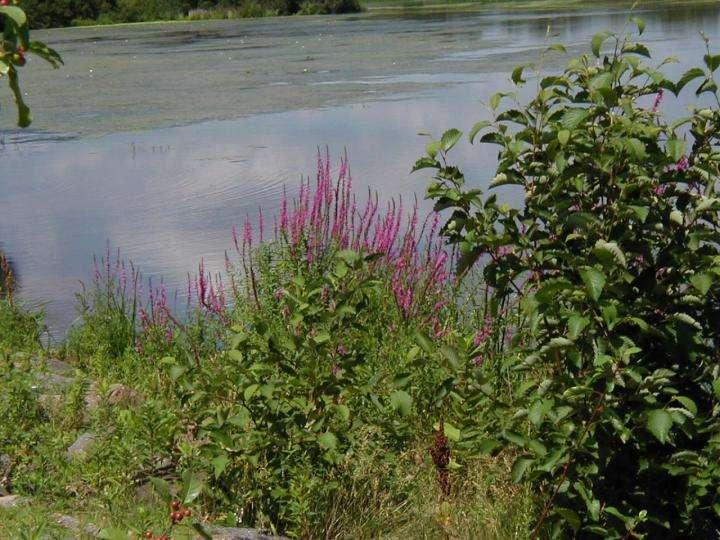 Loosestrife Watch Program Where to