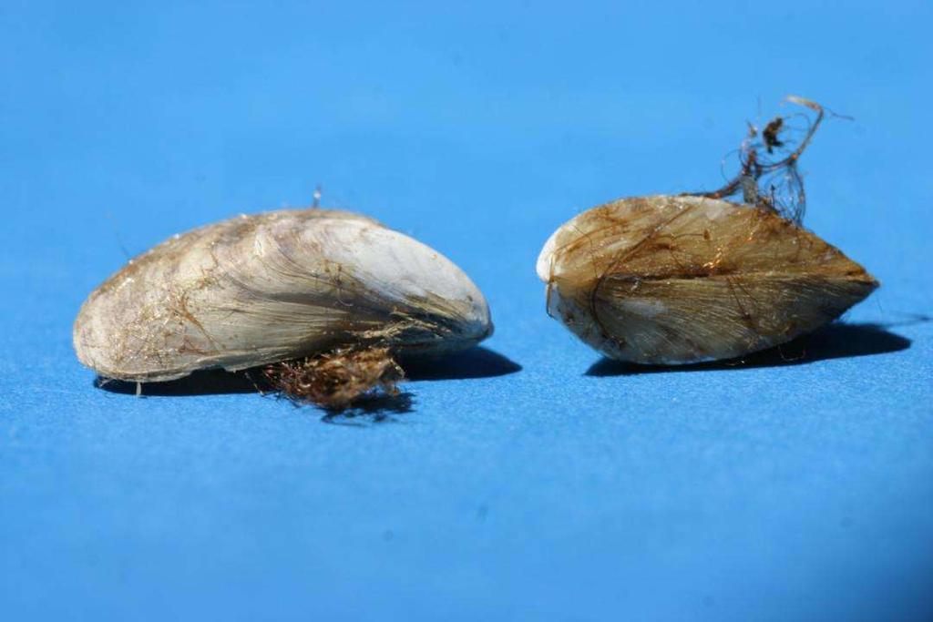 agga on the left and zebra mussel on the right.