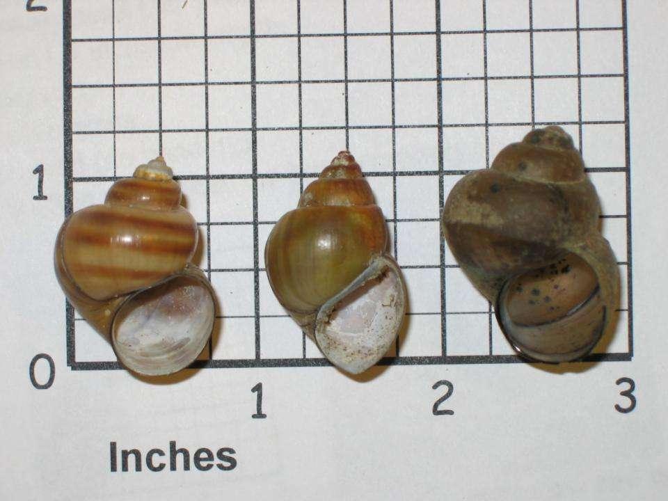 Banded, brown and Chinese mystery snails