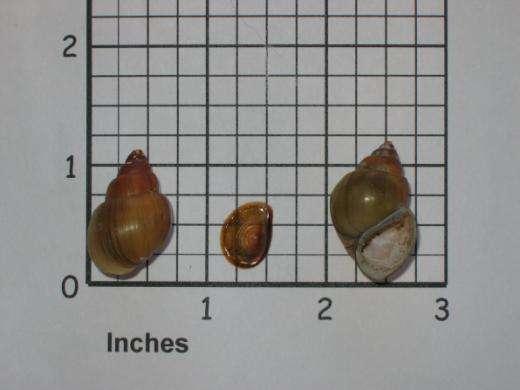 Brown Mystery Snail Native to Wisconsin Adults rarely
