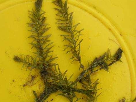 Hydrilla showing