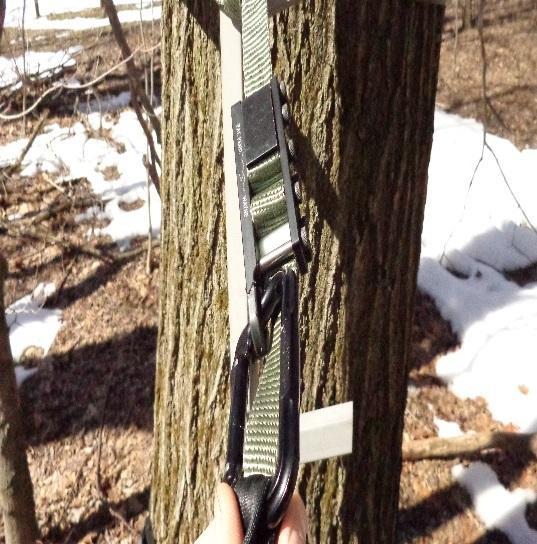 3. AT GROUND LEVEL HOOK YOUR LANYARD FROM A TREESTAND MANUFACTURE ASSOCIATION APPROVED FULL BODY HARNESS TO THE TREESTAND WINGMAN AS SHOWN WITH LOCKING CARABINER.(FIGURE2) 4.