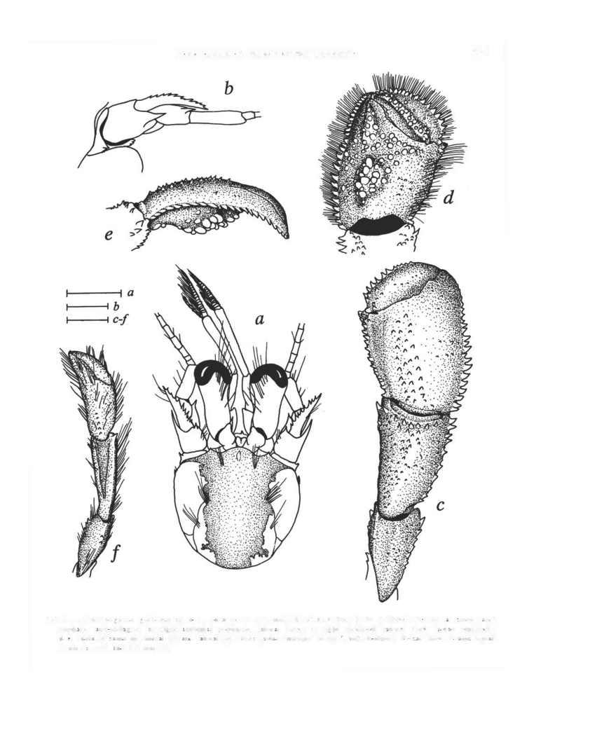 PARAPAGURIDAE FROM EASTERN INDONESIA 581 FIG. 3. Oncopagurus gubosus sp. nov., paratype i (2.
