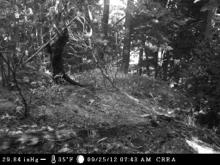 Hypothesis: If motion sensitive cameras are placed on trees and bait is laid out, then herbivorous mammals will be more active at dusk and dawn and