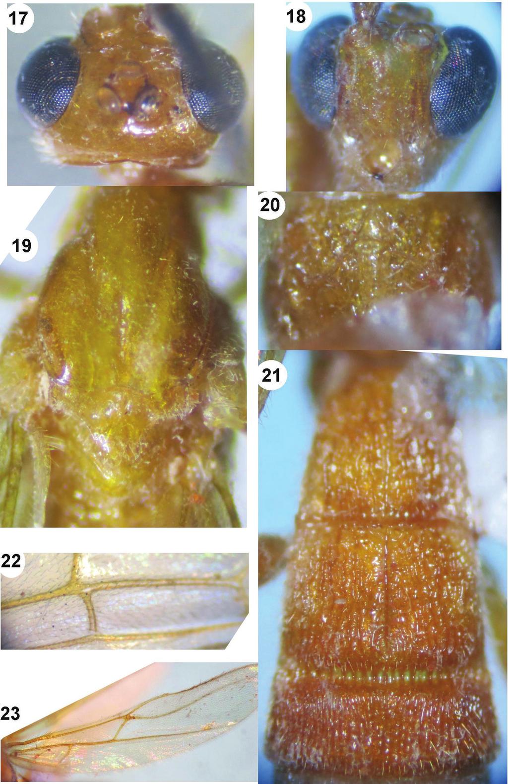 New records of the genus Iporhogas Granger (Hymenoptera, Braconidae, Rogadinae)... 89 Figures 17 23. Iporhogas simulatus sp. n., female.