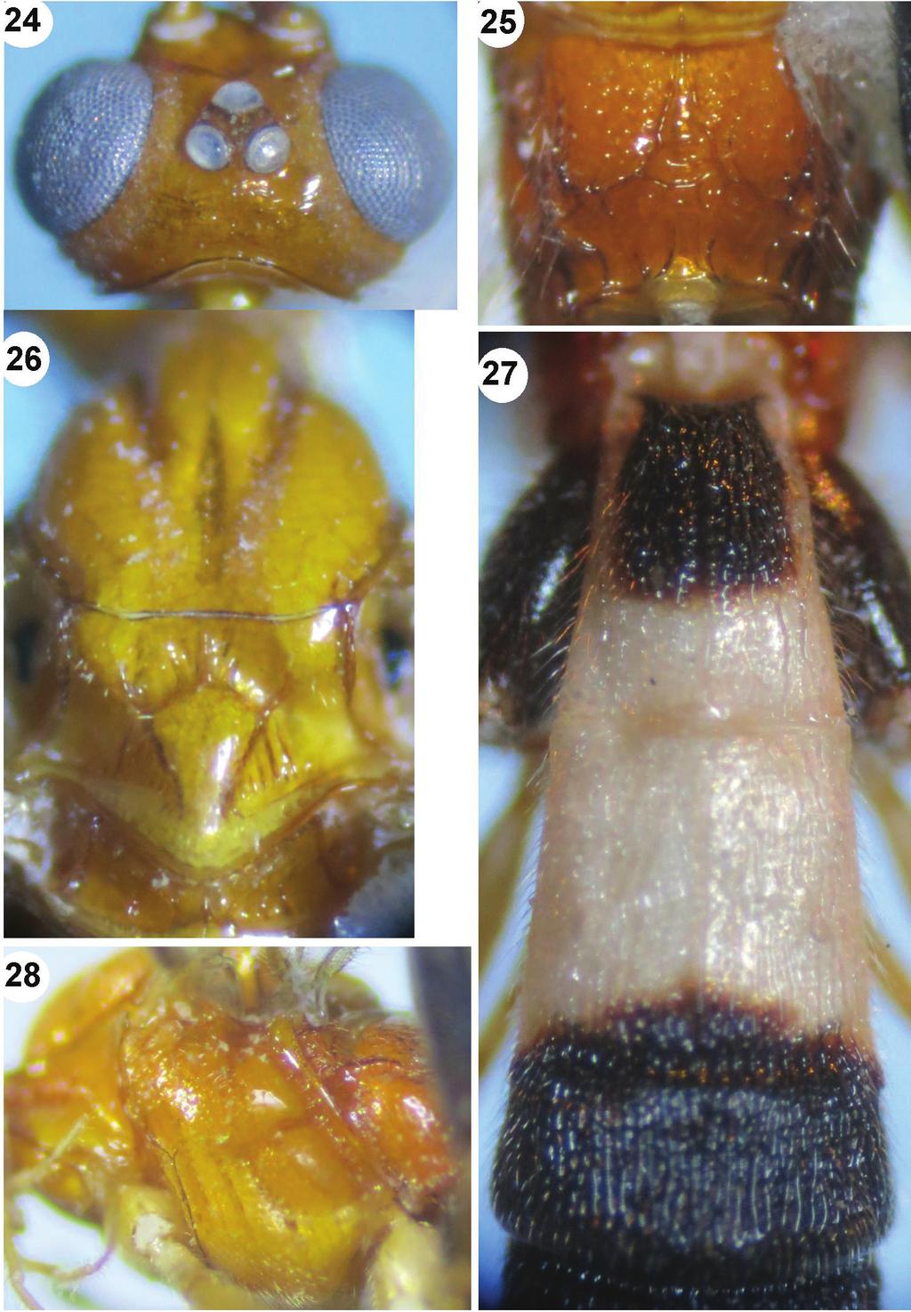 New records of the genus Iporhogas Granger (Hymenoptera, Braconidae, Rogadinae)... 91 Figures 24 28.