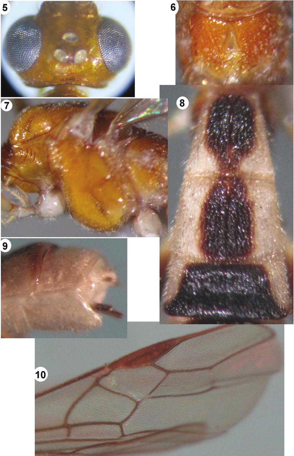 New records of the genus Iporhogas Granger (Hymenoptera, Braconidae, Rogadinae)... 85 Figures 5 10. Iporhogas albilateralis sp. n.