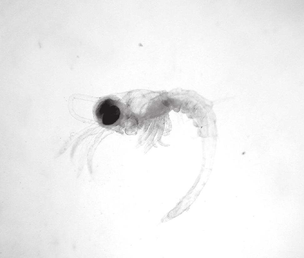 Adults 2 day old Larvae