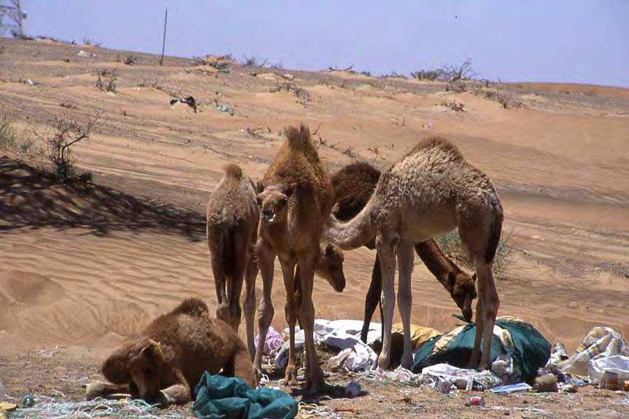 properly Camel calves