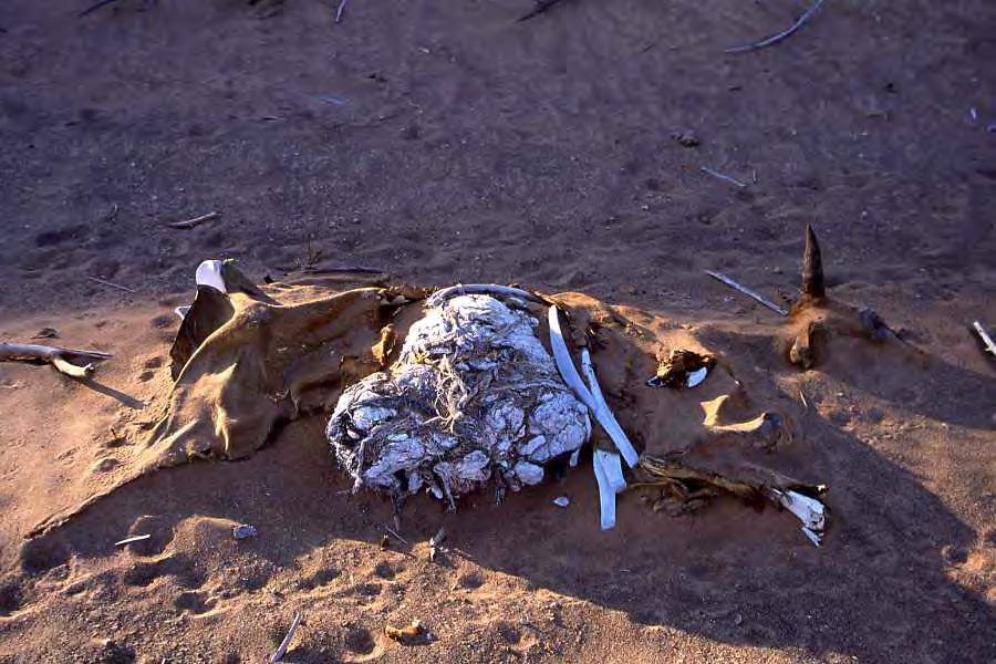 A plastic conglomerate is what is left of this cow The