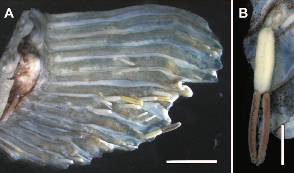 Peniculus minuticaudae from farmed monoacanthid fishes 45 Fig. 1. Females of Peniculus minuticaudae infecting the pectoral fin of threadsail filefish (Stephanolepis cirrhifer).