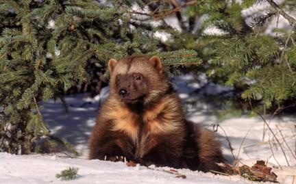 DENALI PEAK NEWSLETTER JANUARY 2019 DENALI PEAK HAS A MASCOT! The votes are in and the new Denali PEAK mascot is...drumroll please...the WOLVERINES! DENALI PEAK NEEDS YOUR ARTISTIC ABILITY!