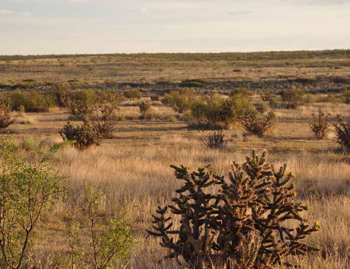 The Conrad Ranch supports a desirable mix of native grasses, such as Buffalo, Blue Grama, Hairy Grama, Black Grama, Sand Dropseed, Little Bluestem, Sand Bluestem, Sideoats Grama, Indian Grass,