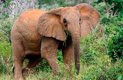 Mwalungaje is a historical bull area where independent elephant bulls grow in preparation for the demanding life of breeding males. Visit www.afrochicdiani.