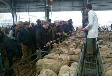 1936 SHEEP 11AM Auctioneer: Russell Steer 07788 318701 65 ORPHAN LAMBS The largest entry of the year so far saw 65 orphan lambs that topped at 26 (x2) for Douglas Horton of Kingsbridge followed by
