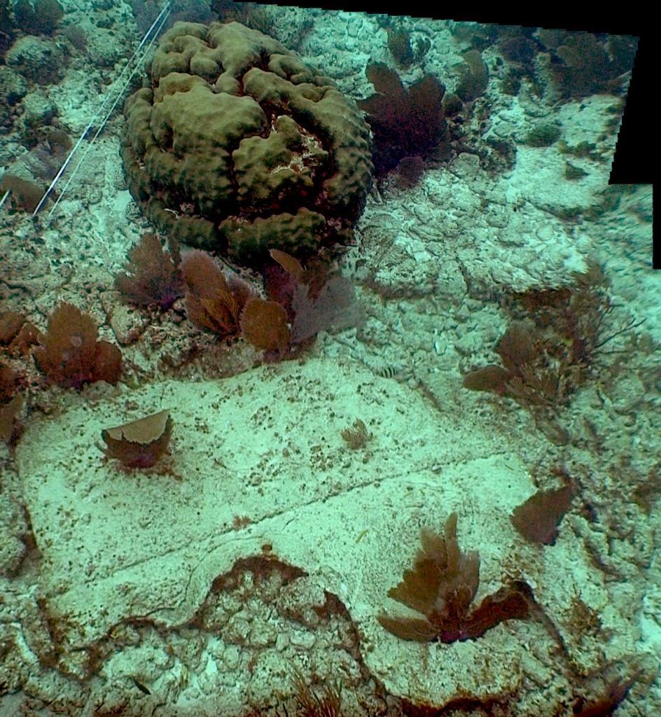 The effects on the natural environment were varied. In the image on the right, a section of hull plating plate lay face down near a coral formation prior to the storm.