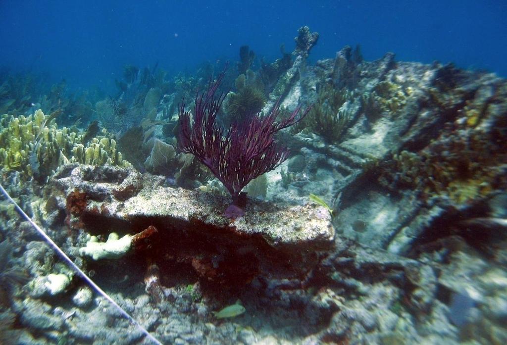 The pre-irma image on the left shows some large and distinctive gorgonians, one on the keel