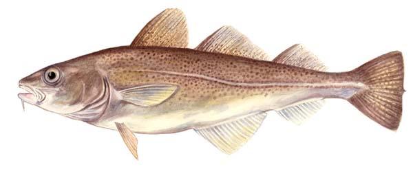 Effect on coastal Atlantic cod (Gadus morhua) white bar = NE