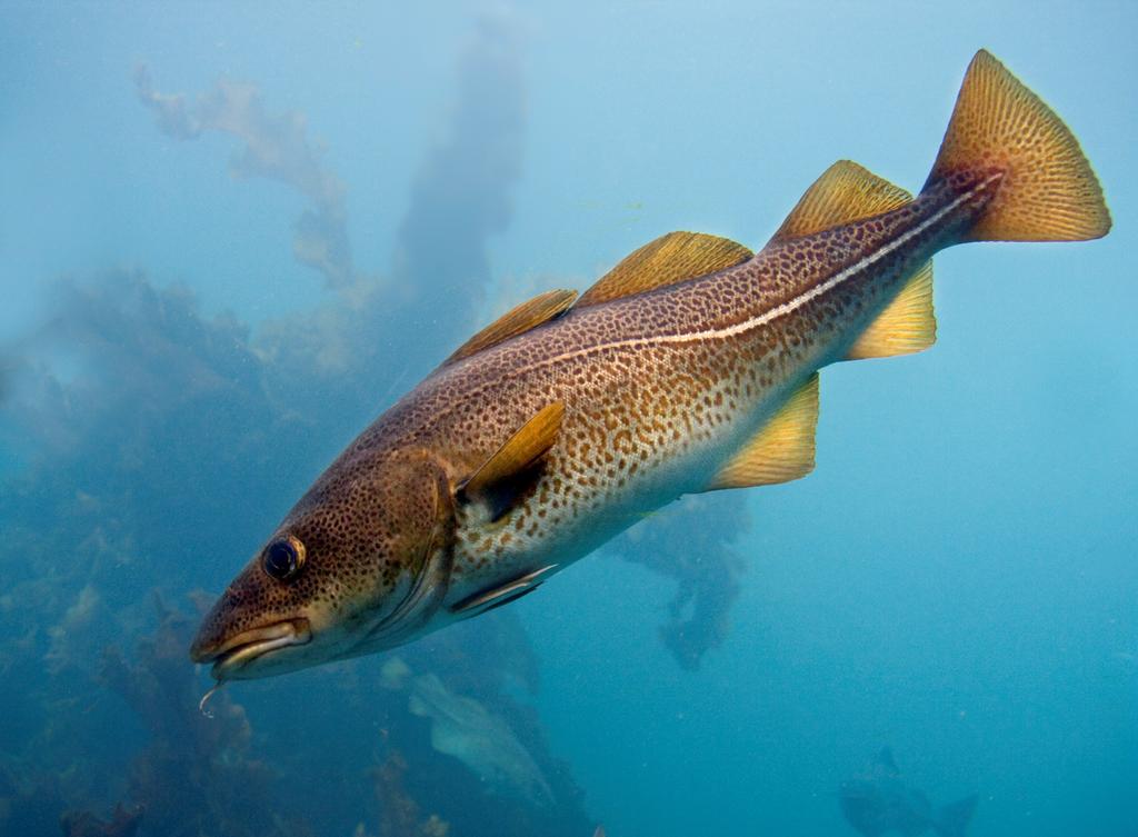Atlantic cod (Gadus morhua) Commercial and recreational target species Minimum legal size (MLS) 4 cm Coastal cod in Skagerrak is genetically