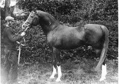 It is an extraordinary fact that for nearly 100 years, despite the exportation of numerous top-class colts from Crabbet, the stud was able to continue producing generation after generation of