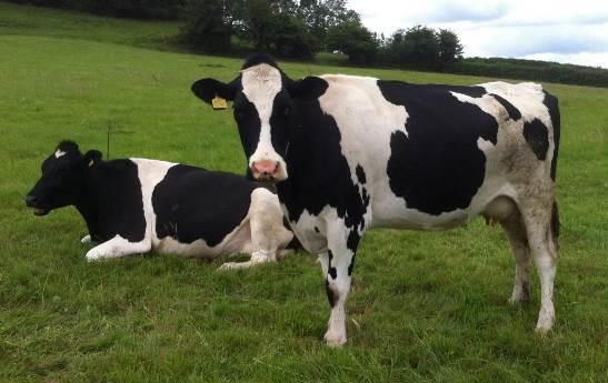 899 (9th) Holstein Friesian Cow Born: 13.08.02 