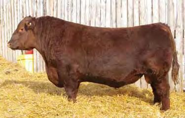 RSL RED ANGUS Reference Sires REF RED SIX MILE MOONSHINE MAN 647A MAR 01, 2013 SIXM 647A Reg.