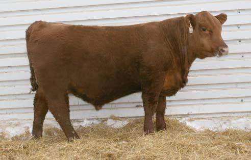 He is long and fancy looking. This bull has stood out in the pasture to me all summer. He should make a great bull for someone. 10 Lot 9 STRA EXPECTATION 222 2/20/12 1A 100% 222 STRA 1535401 97.