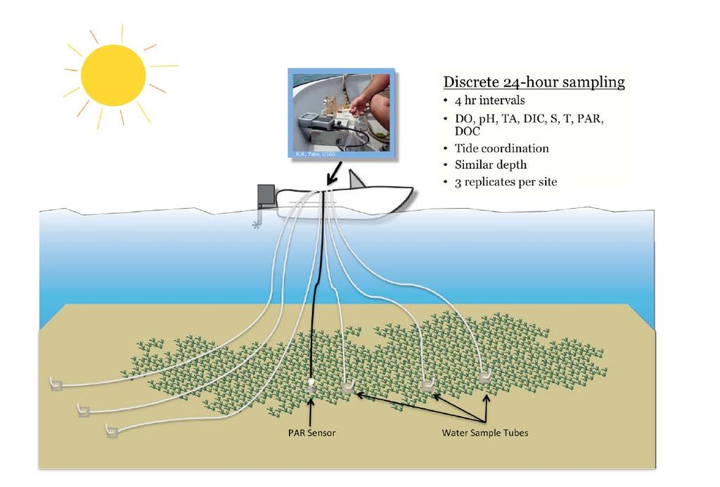 Ongoing Research USGS, FWRI, TBEP examining the role of seagrass