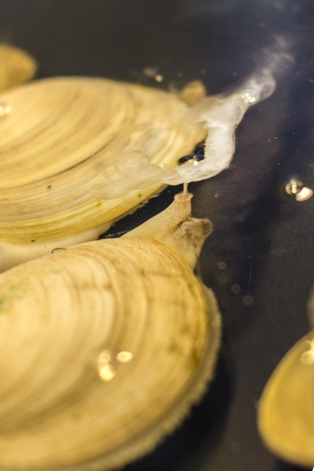 Defining the bivalve industry in the So