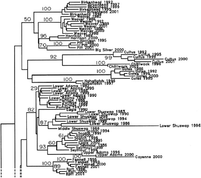 1124 BEACHAM ET AL. FIGURE 2. Neighbor-joining dendrogram of chord distances (Cavalli-Sforza and Edwards 1967) for annual samples of Fraser River sockeye salmon assessed at 14 microsatellite loci.