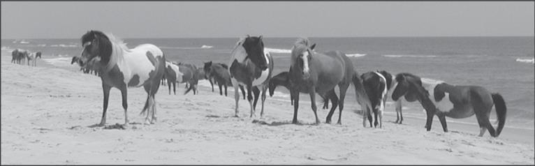 ELA Session 2 Today you will research wild horses in the United States and read three articles about them.