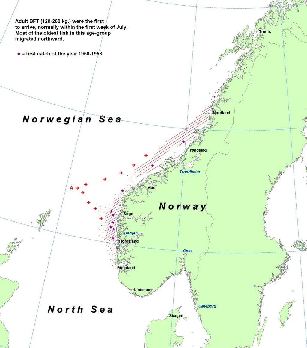 Migration pattern and timing of bluefin tuna along the coast of Norway, 1950-1959.
