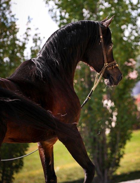 Alixir Alixir is the stallion around whom Mohamed Jaidah has built his dream breeding program. It was through videos, articles, and photos that he fell in love with the charismatic stallion.