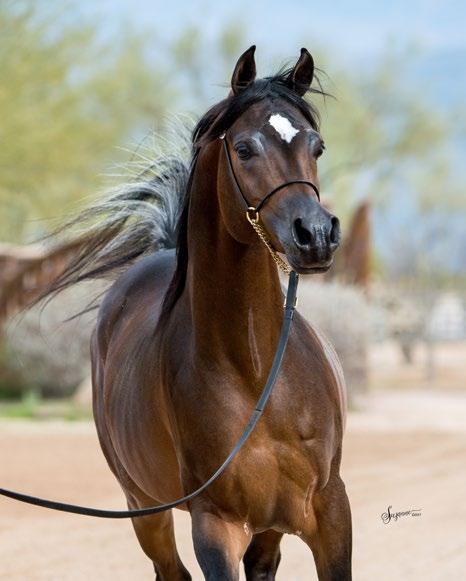 Qaysar Al Jood son of Alixir In 2012, Jaidah bought an ET right to the super-exotic pure- black Thee Desperado daughter, Rhapsody in Black, dam of Alixir s double-egyptian Event Champion son,