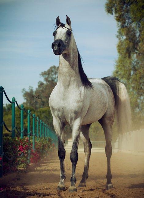 Destinyed Valentino Recently, Jaidah had the opportunity to purchase the outstanding DA Valentino son Destinyed Valentino, a 2014 champion stallion at Scottsdale, as a third stallion for Al Jood s