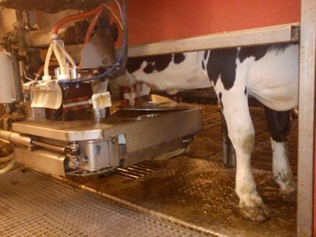 Milk production & cooling Milking robot and milk cooling tank Robot