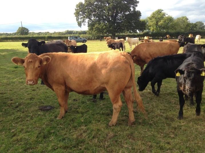 COWS & CALVES Welburn Manor Farms, Welburn, Kirkbymoorside Full herd dispersal of cows
