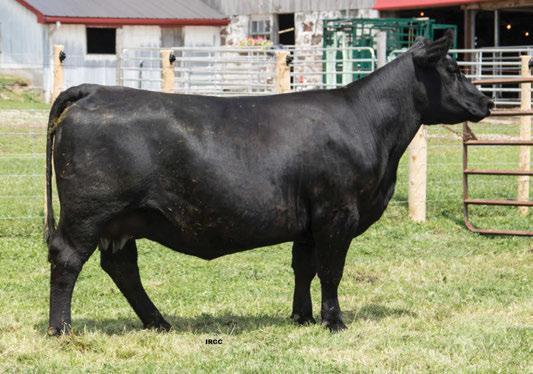 She is bred for an early calving to Sensation. She records a nursing ratio of 96 on two calves with an average birth weight of 82 pounds. AI bred to S A V Sensation 5615 on April 19, 2017.