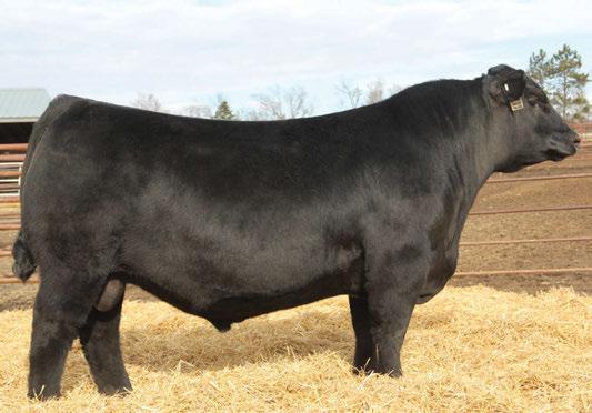Reference Sires A S A V Sensation 5615 Male 1943126 IMP 5615C 06/01/2015 A R r R RITO 707 RITO 707 OF IDEAL 3407 7075 IDEAL 3407 OF 1418 076 S A V REGISTRY 2831 S A F 598 BANDO 5175 S A V MADAME