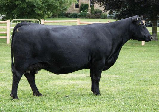Lot 1 female and a member of the 1.6 49 80 28 53 cornerstone flushes of 7260 that produced eleven direct daughters.